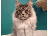 3 chatons Maine Coon LOOF à réserver