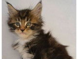3 chatons Maine Coon LOOF à réserver