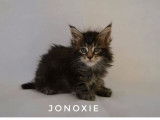 3 chatons Maine Coon LOOF à réserver