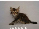 3 chatons Maine Coon LOOF à réserver