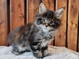À réserver une chatonne Maine Coon brown tortie (LOOF)