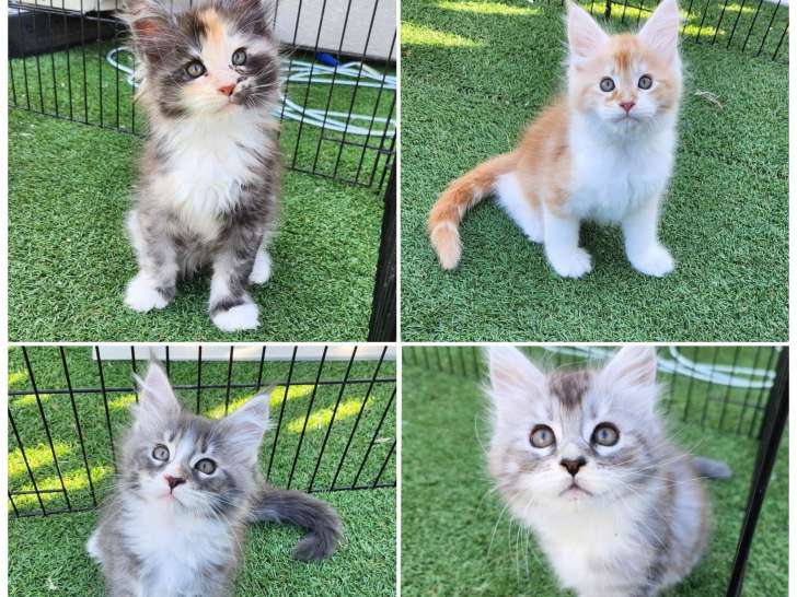 4 chatons Maine Coon LOOF à vendre