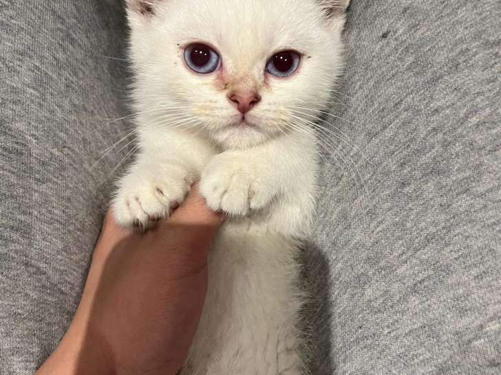 Chaton de race british