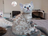 Adorable chaton femelle Bengal snow &agrave; vendre
