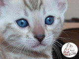 Adorable chaton femelle Bengal snow &agrave; vendre