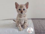 Adorable chaton femelle Bengal snow &agrave; vendre