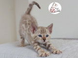 Adorable chaton femelle Bengal snow &agrave; vendre