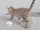 Adorable chaton femelle Bengal snow &agrave; vendre