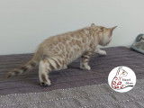 Adorable chaton femelle Bengal snow &agrave; vendre