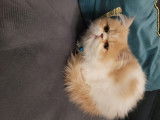 Chaton de type Persan femelle à vendre