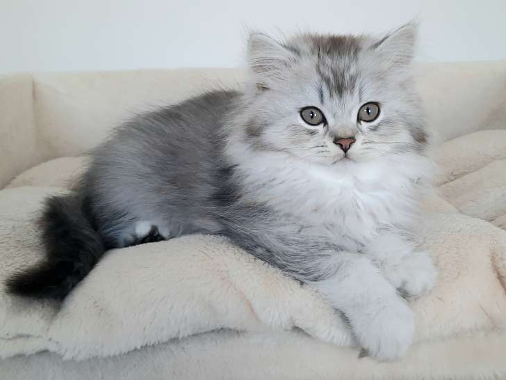 Chatons Highland Straight gris argent