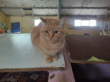 1 chat tigré roux à adopter