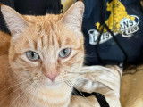 1 chat tigré roux à adopter