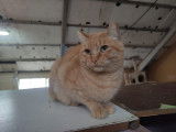 1 chat tigré roux à adopter