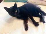 1 chaton mâle noir à donner