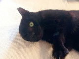 1 chaton mâle noir à donner
