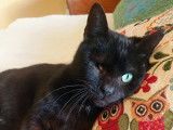 1 chaton mâle noir à donner