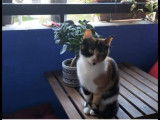 1 chatte tricolore à adopter