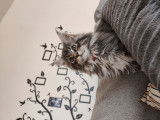 Deux chatonnes Maine Coons LOOF à vendre