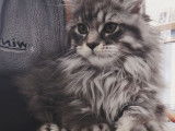 Deux chatonnes Maine Coons LOOF à vendre