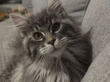 Deux chatonnes Maine Coons LOOF à vendre
