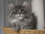 Deux chatonnes Maine Coons LOOF à vendre