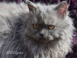 3 chatonnes Selkirk Rex LOOF disponibles à la vente