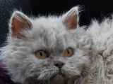 3 chatonnes Selkirk Rex LOOF disponibles à la vente