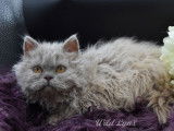 3 chatonnes Selkirk Rex LOOF disponibles à la vente