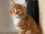 3 chatons Maine Coons LOOF à vendre
