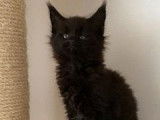 3 chatons Maine Coons LOOF à vendre