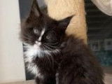 3 chatons Maine Coons LOOF à vendre
