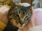 Chatte de 3 ans à adopter