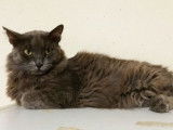 Chatte grise à adopter