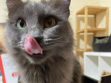 Chatte grise à adopter