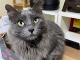 Chatte grise à adopter
