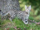 Chaton Bengel femelle disponible