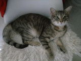 À donner chat d'un an