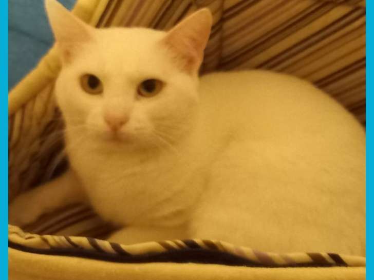 Nuage: Chat blanc d'un an adorable