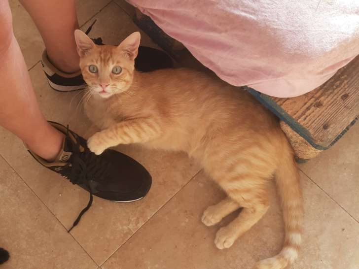 Chat tigré roux à donner