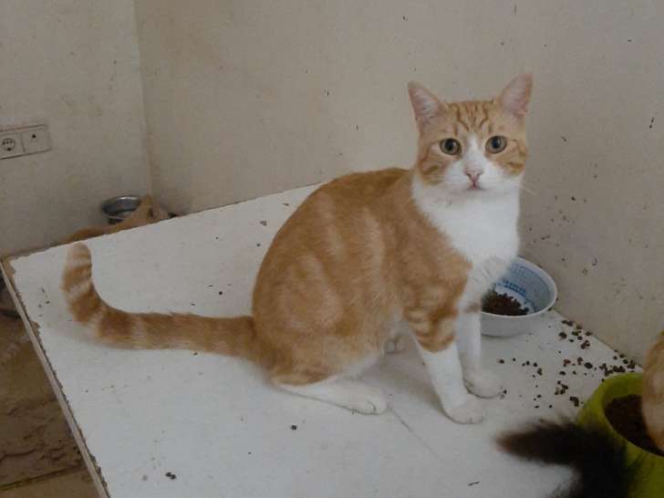 Adoption de Chat roux angora: Moyen chat européen, région Hauts-de