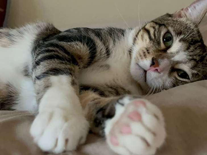 Chat à adopter