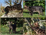 Propose mâle Bengal LOOF pour saillie