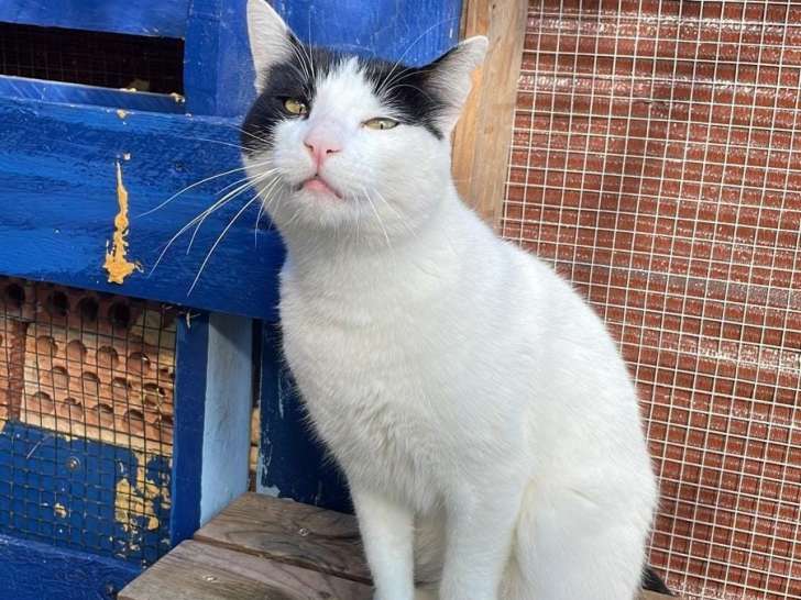 À adopter : un chat mâle noir et blanc