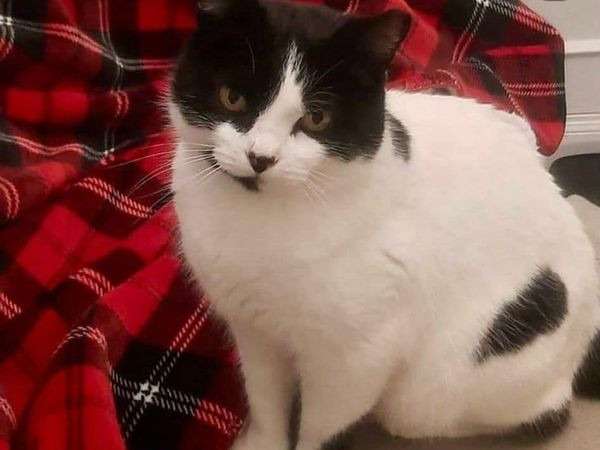 Chat femelle noir et blanc à adopter
