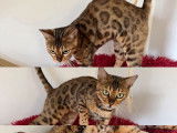 Chatons Bengal hauts de gamme à vendre