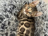 Chatons Bengal hauts de gamme à vendre