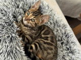 Chatons Bengal hauts de gamme à vendre