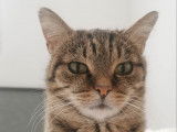 Chatte de 6 ans à adopter