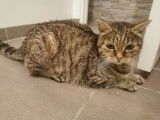Chatte de 6 ans à adopter